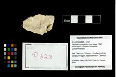 Foto (Objekt + Etikett) von Pithonoton marginatum (von Meyer, 1842)  (NHMW-GEO-2014-0194-0828)